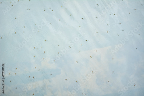 The lake water is full of floating insects. © raquelvizcaino