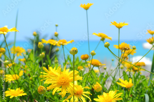 Flowers doronicum on a background of the blue sea.