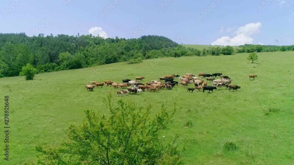 Cows in a field aerial shot Cows in a field aerial shot