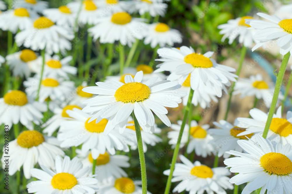 Bright white daisy flowers. Bright white daisy flowers.