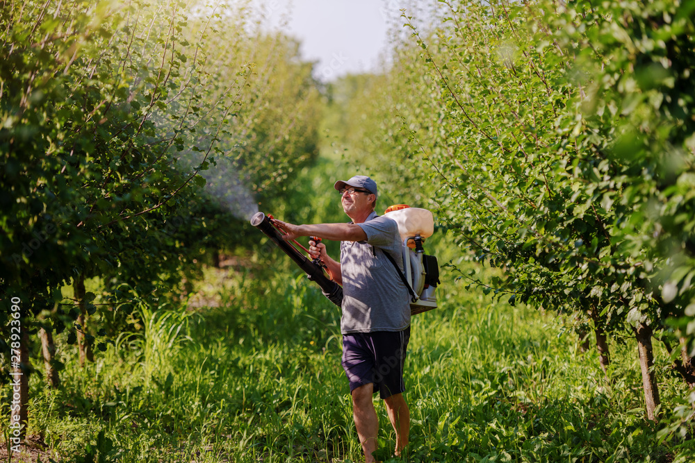 Caucasian mature peasant in working clothes, hat and with modern pesticide spray machine on backs spraying bugs in orchard. Caucasian mature peasant in working clothes, hat and with modern pesticide spray machine on backs spraying bugs in orchard.