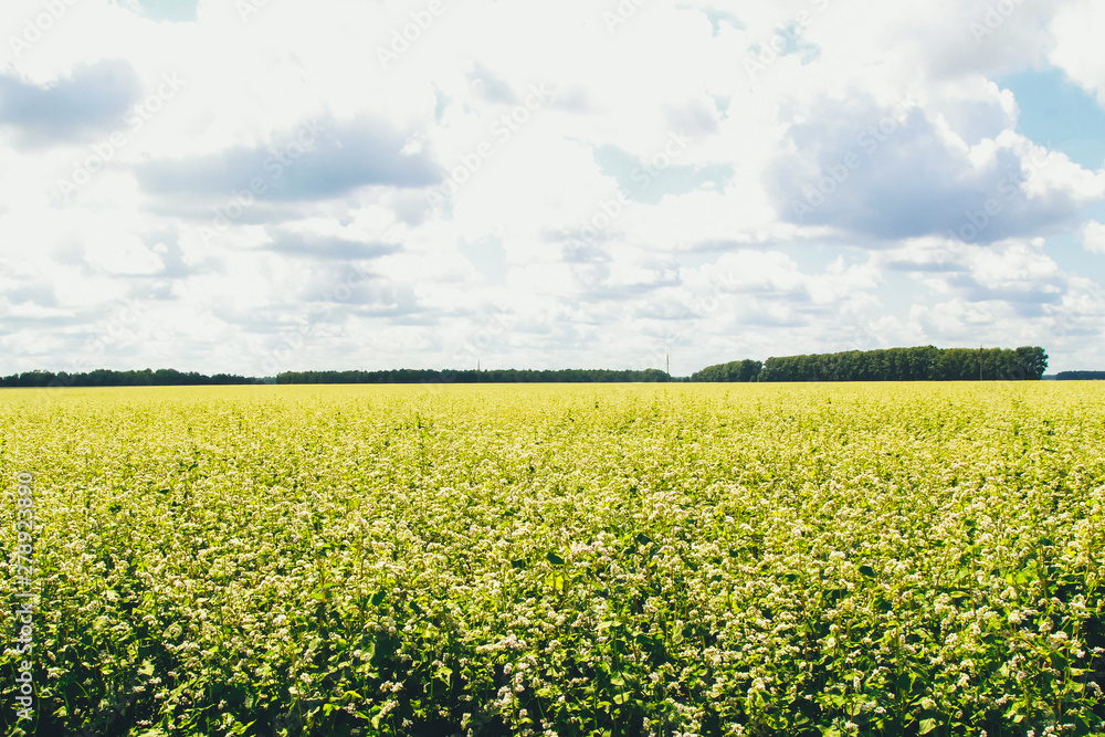 Obraz premium Field of blooming buckwheat with trees and groves on the horizon. Agriculture concept. Harvest, crop, farming, flowers