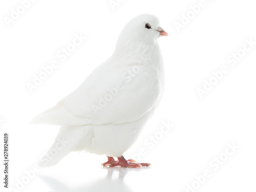 dove goes isolated on a white