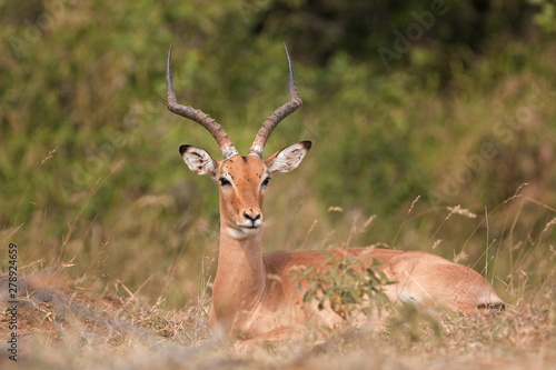 impala, aepyceros melampus, Kruger national park