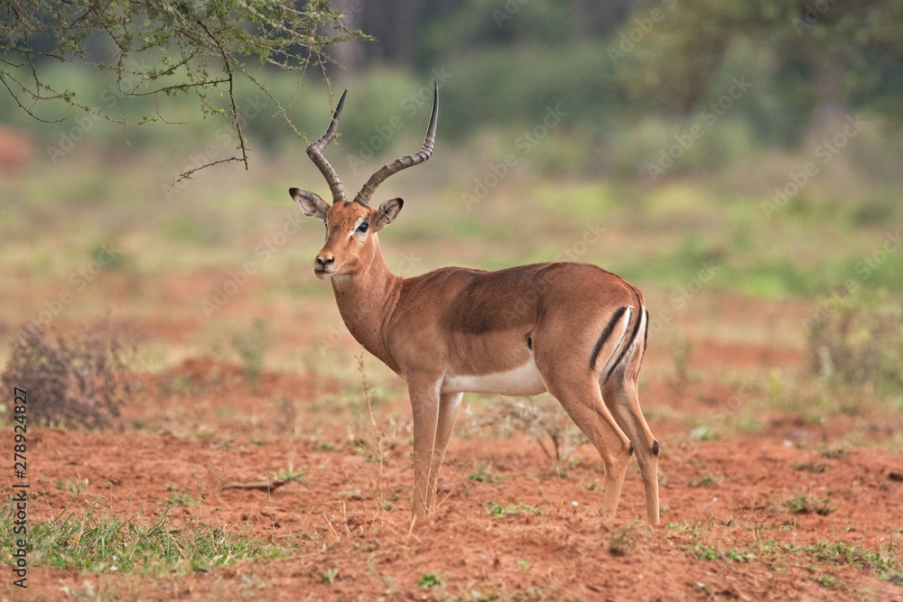 impala, aepyceros melampus, Kruger national park impala, aepyceros melampus, Kruger national park