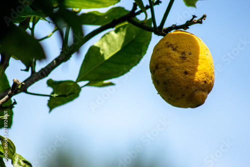 lemon on branch of air with visible sky