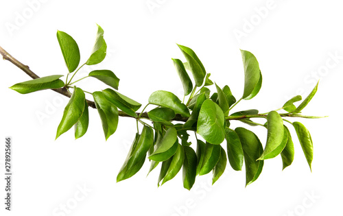 pear tree branch on an isolated white background. stick pear tree with green foliage isolate