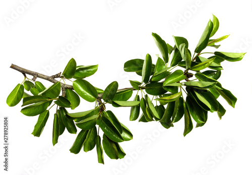 pear tree branch on an isolated white background. stick pear tree with green foliage isolate