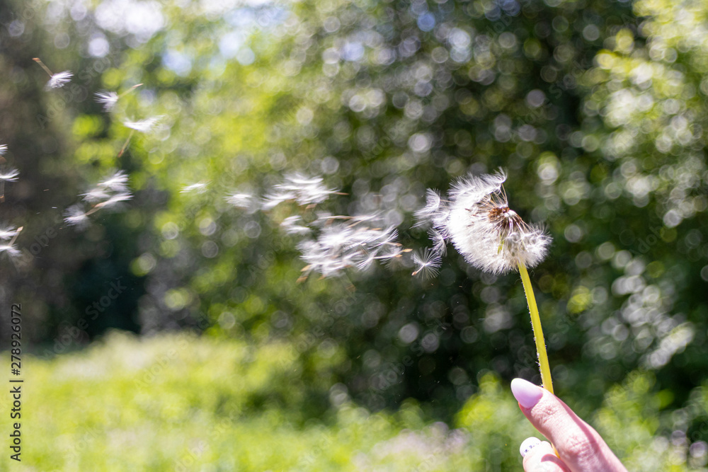 Fototapeta premium Happy beautiful woman blowing dandelion over sky background, having fun and playing outdoor, teen girl enjoying nature, summer vacation and holidays, young pretty female holding flower, wish concept