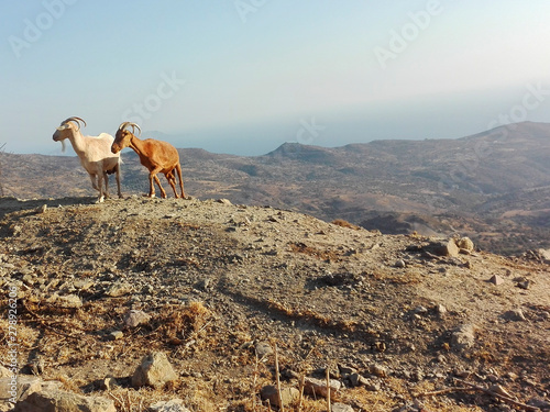goats in the rocky desert