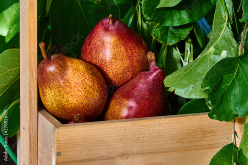 Fresh, red pears in a basket with a background of fresh, green leaves on a branch.