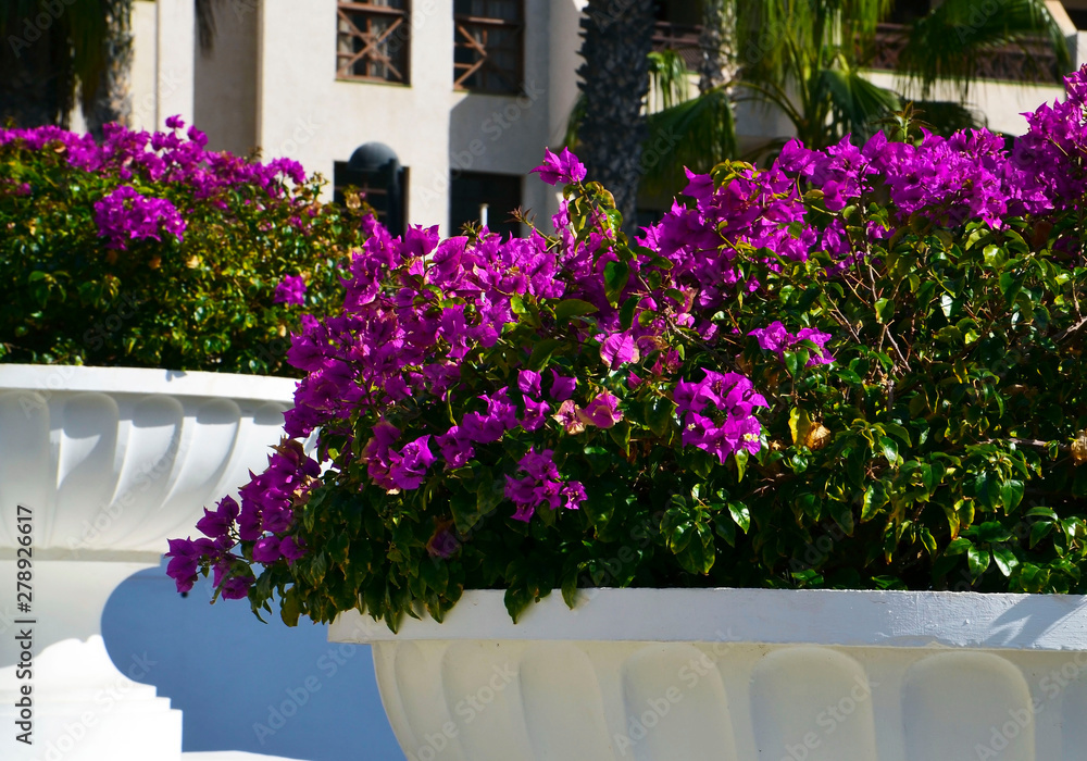 Blooming bougainvillea plant with beautiful pink flowers in the street of Tenerife,Canary Islands,Spain.Magenta Bougainwille growing in a stone flower pot.