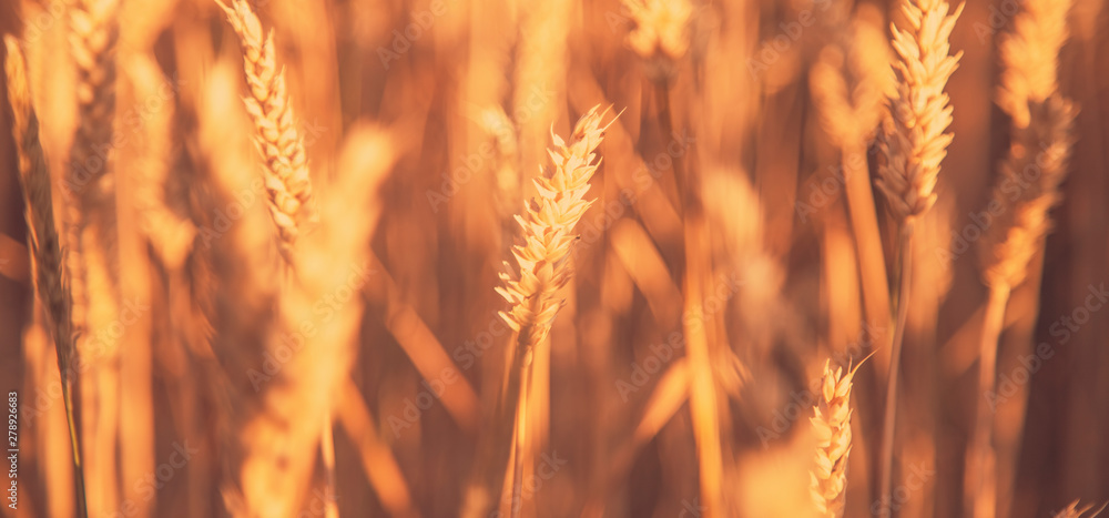 Close up spikes of wheat. Grain crops in the field. Agriculture, agronomy, industry concept.