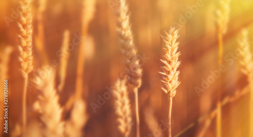Spikes of wheat in sun rays. Grain crops in the field. Agriculture, agronomy, industry concept.