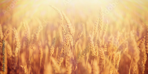 Spikes of wheat in sun rays. Grain crops in the field background. Agriculture  agronomy  industry concept.