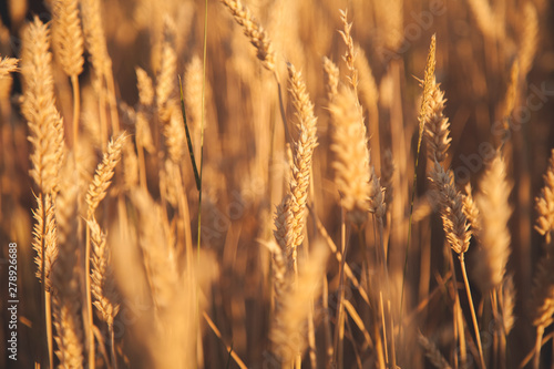 Close up golden barley field background. Agriculture, agronomy, industry concept.