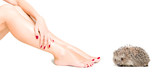 Charming hedgehog near beautiful  slim female legs isolated on white background