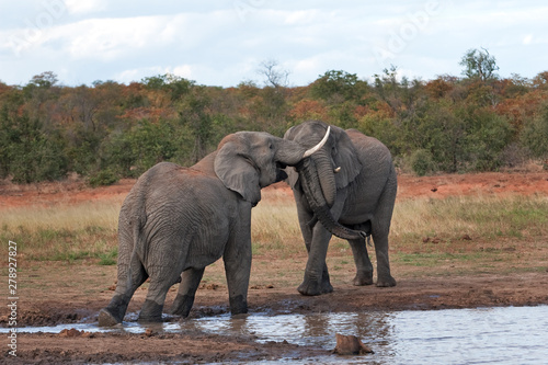 African bush elephant  loxodonta africana  Kruger National park