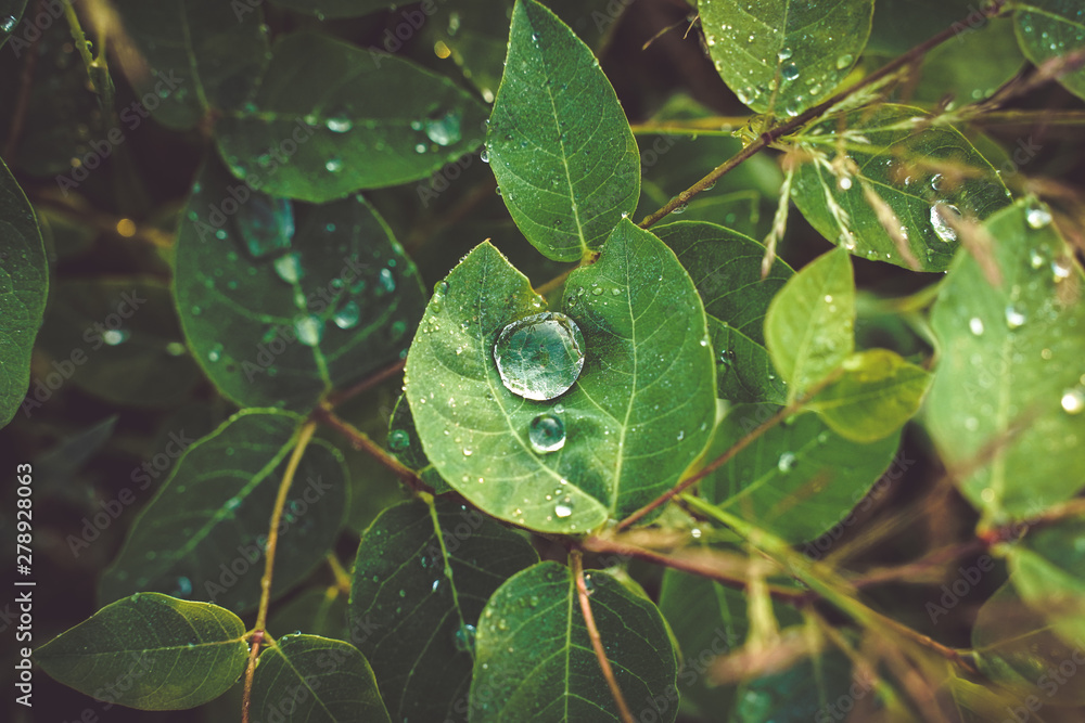 Fototapeta premium goutte d'eau sur une feuille verte