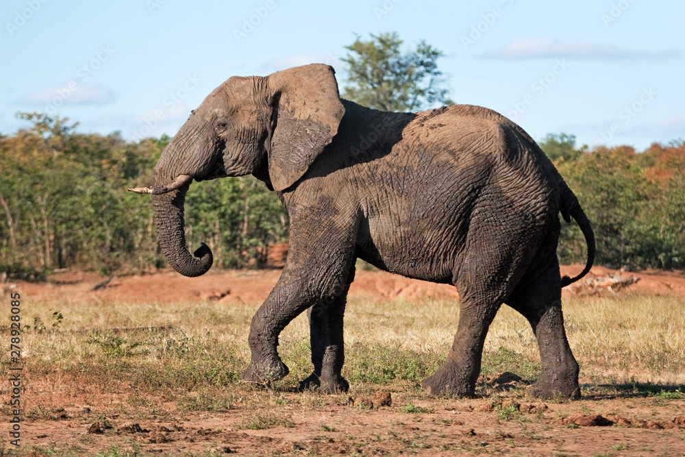 African bush elephant, loxodonta africana, Kruger National park