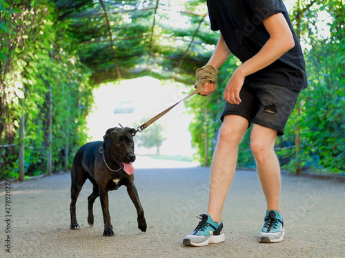 Young girl is walking with her dog pulling the leash on asphalt sidewalk. Strong black labrador and stafford terrier mix breed in green summer park.