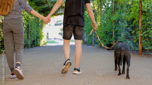 Young couple walking with dog on a leash on asphalt sidewalk. Strong black labrador and stafford terrier mix breed in green summer park.