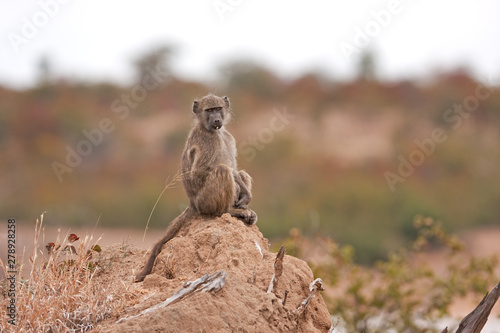 chacma baboon, papio ursinus, cape baboon, South Africa, Kruger National park