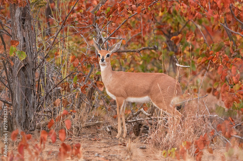 steenbok, raphicerus campestris, antelope, South Africa, Kruger National park photo