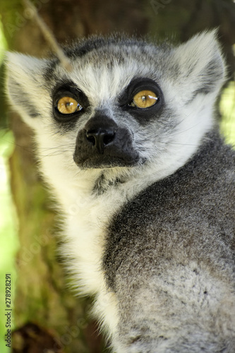 Fototapeta Naklejka Na Ścianę i Meble -  ring tailed lemur looking serious