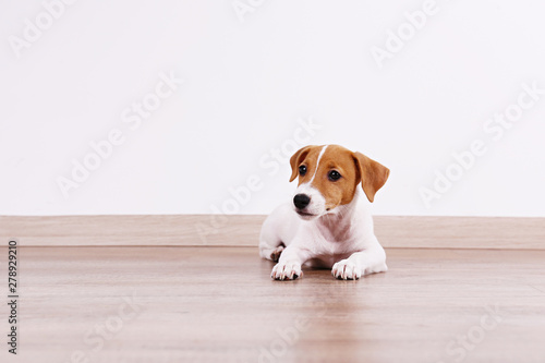 Cute two months old Jack Russel terrier puppy with folded ears. Small adorable doggy with funny fur stains. Close up, copy space, wood textured floor and white wall background.