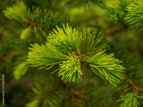 Young branches spruce closeup in spring
