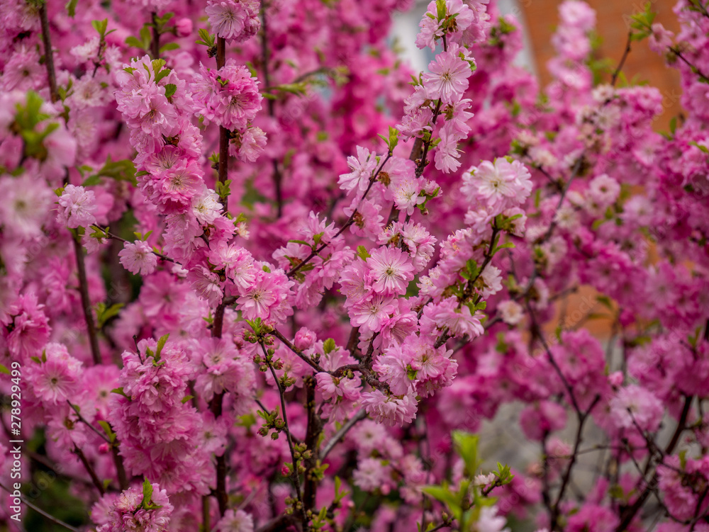 cherry blossom close-up in spring cherry blossom close-up in spring