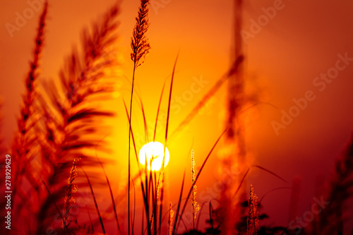 Beautiful scenery silhouette of grass flowers and sunset atmosphere M