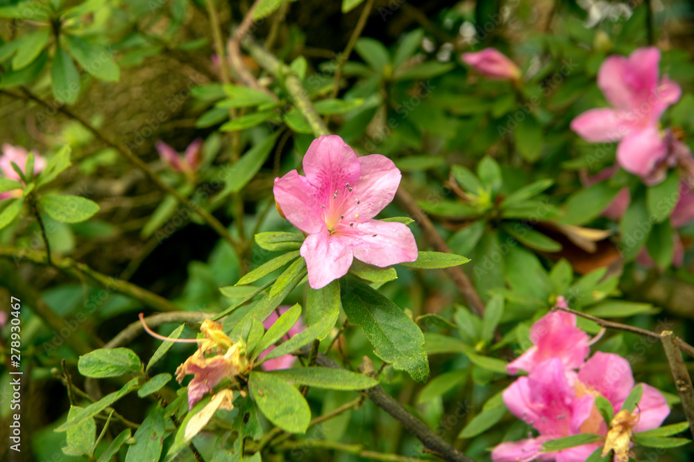 Azalea flowers - pink - close up Azalea flowers - pink - close up