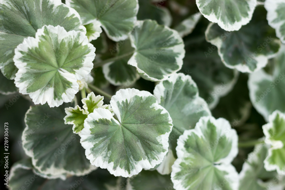 Vegetative background, juicy leaves of variegated pelargonium. Floral background. Vegetative background, juicy leaves of variegated pelargonium. Floral background.