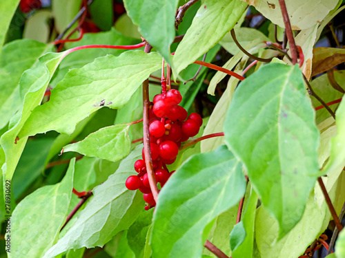 Chinese Magnolia vine, Schisandra chinensis. The concept of natural substances to strengthen the body. photo