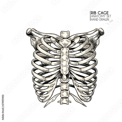 Hand drawn anatomy set. Vector human body parts, bones. Rib cage or chest bones. Vintage medicinal illustration. Use for Haloween poster, medical atlas, science realistic image.