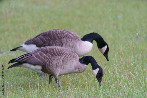 Billede på lærred The Canada goose (Branta canadensis) is a large wild goose with a black head and neck, white cheeks, white under chin, and a brown body