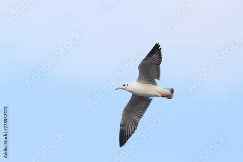 The         seagull         bird on         the blue        sky         at         Bangpoo  Samutprakarn  Thailand landmark 