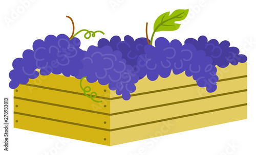 Wooden container with ripe purple grapes isolated icon. Vector vineyard fruits, seedless bubo, viticulture element. Winemaker industry, grapevine symbol, farming vector