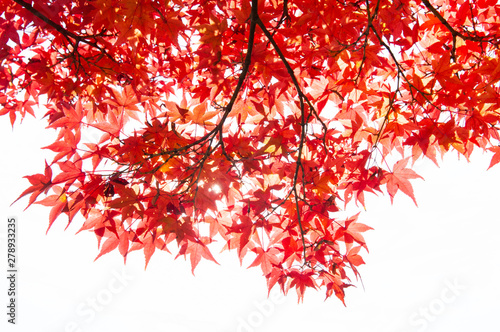 Maple leaves in Autumn season.