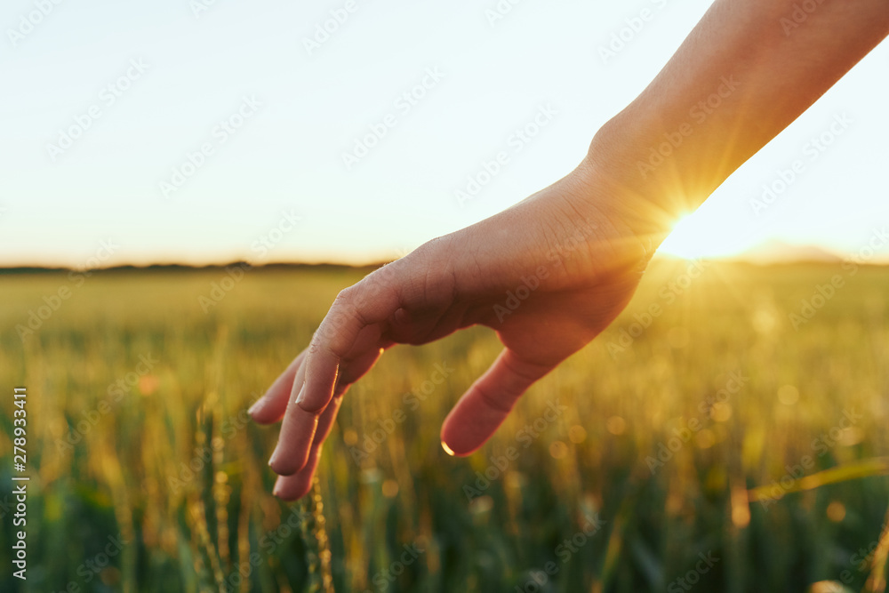 hands in field of wheat