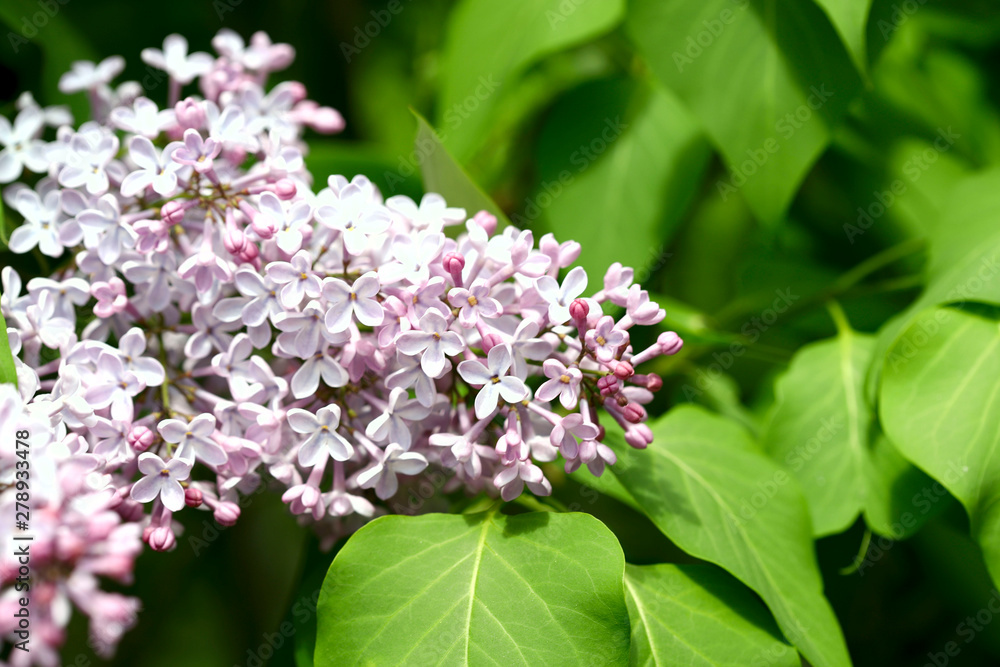 Background of natural beauty. A lilac blossoming tree. A cropped shot, horizontal, place for text on the right, close-up. Nature's concept Background of natural beauty. A lilac blossoming tree. A cropped shot, horizontal, place for text on the right, close-up. Nature's concept