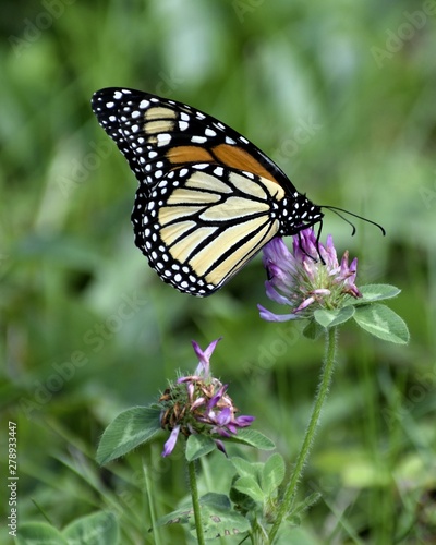Monarch butterfly with closed wings on a flower
