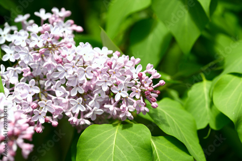 Background of natural beauty. A lilac blossoming tree. A cropped shot, horizontal, place for text on the right, close-up. Nature's concept