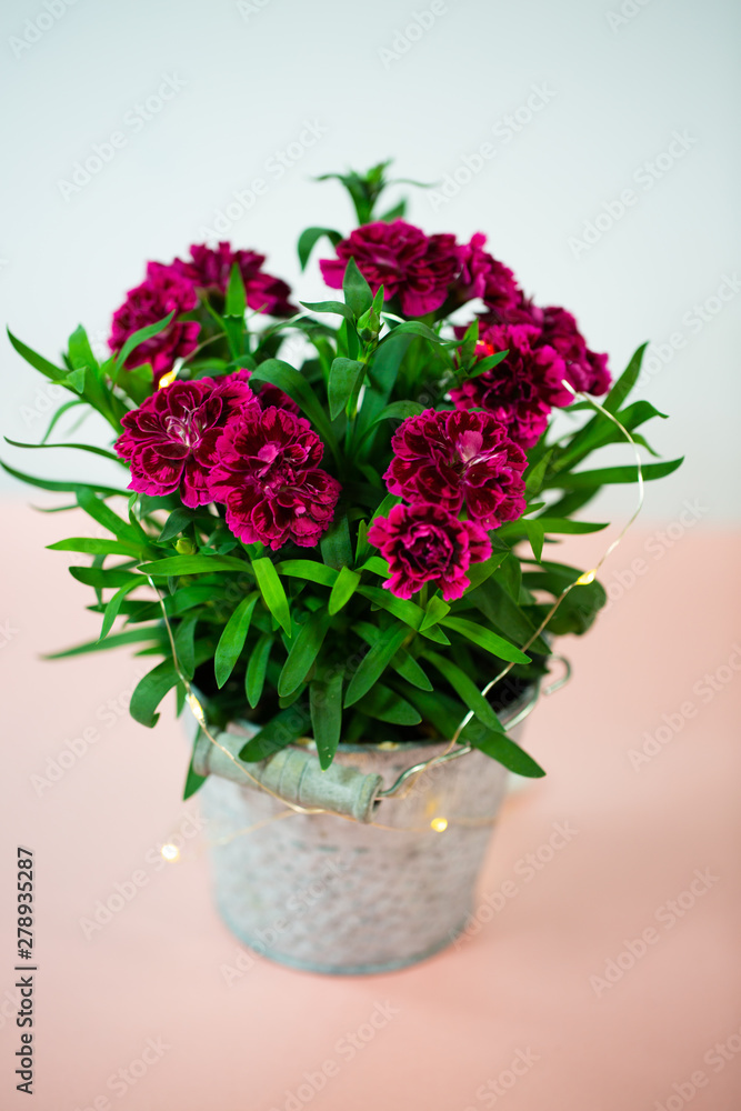 Cloves (Dianthus) in small pot on pink underground, birthday greeting