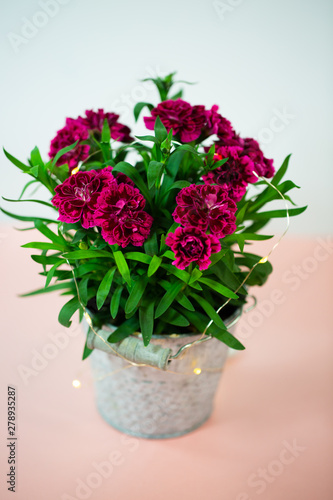 Fototapeta Naklejka Na Ścianę i Meble -  Cloves (Dianthus) in small pot on pink underground, birthday greeting