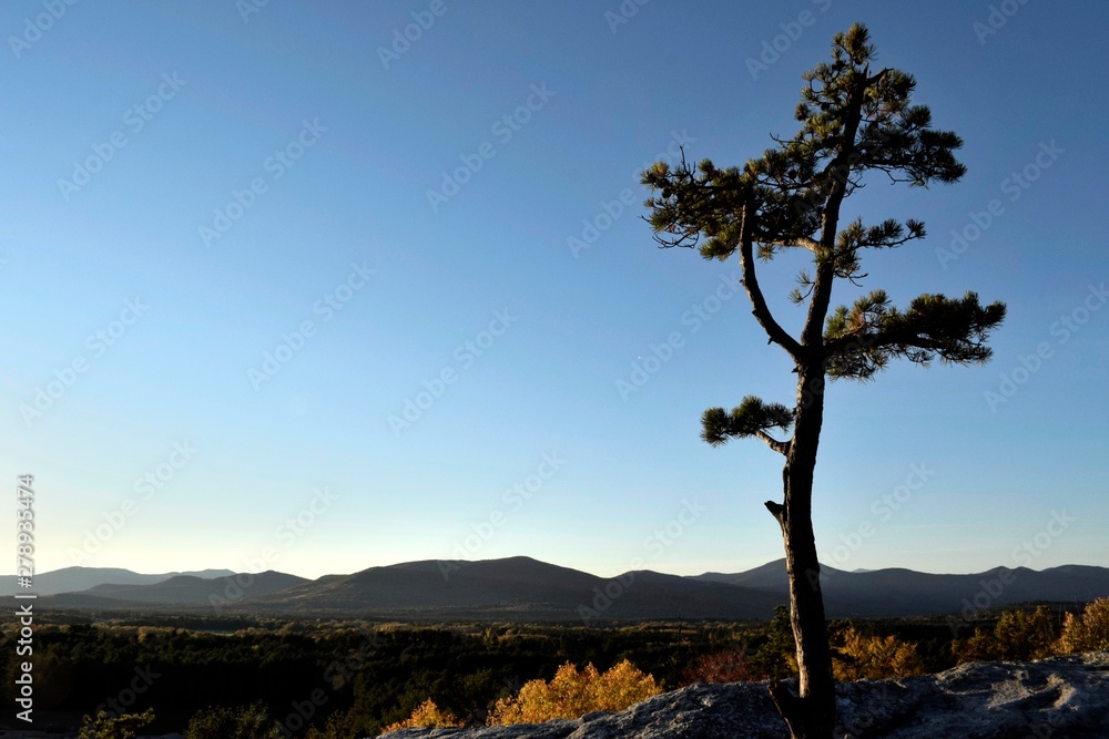 Lone tree in front of mountain range