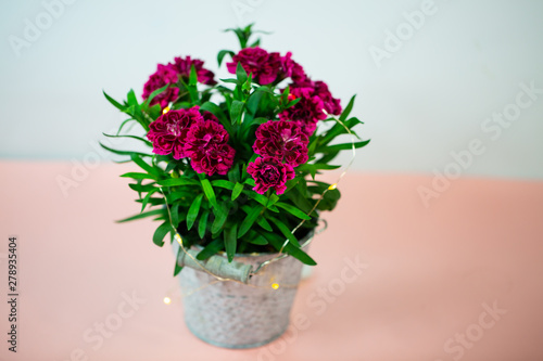 Wallpaper Mural Cloves (Dianthus) in small pot on pink underground, birthday greeting Torontodigital.ca