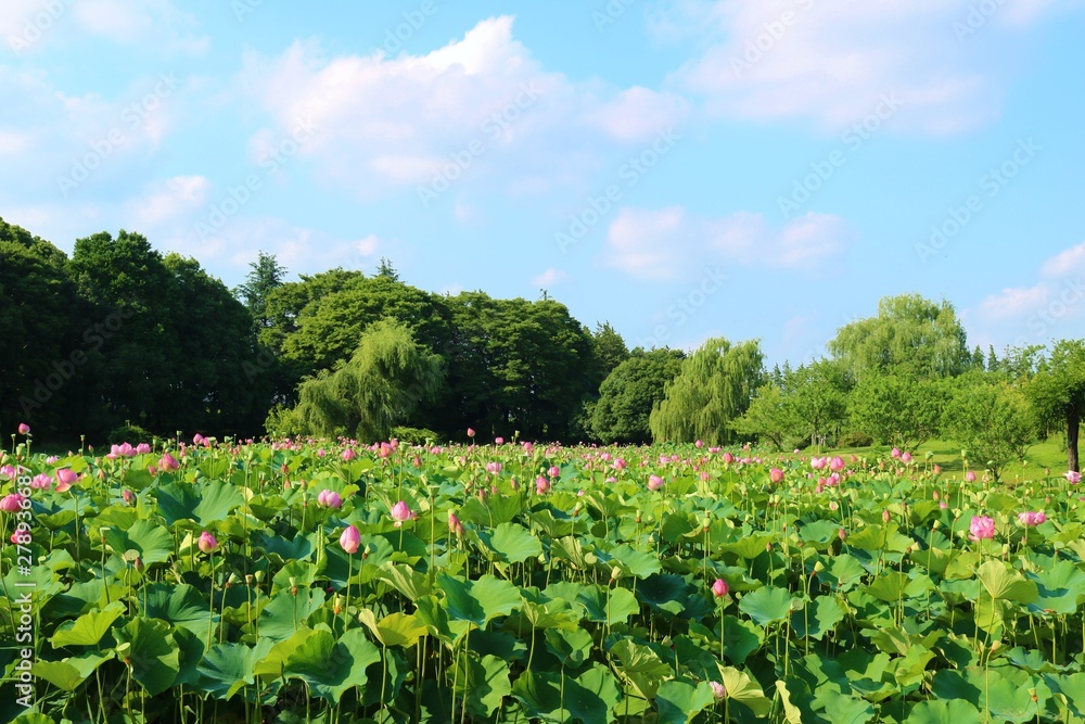 風景　花　大賀ハス　夏　茨城